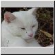 katze 47 katze 47
