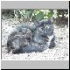 katze 48 katze 48