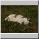 katze 55 katze 55