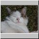 katze 58 katze 58