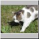 katze 67 katze 67