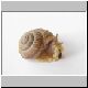 schnecke 02