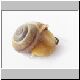 schnecke 03