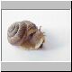 schnecke 08