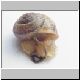 schnecke 14