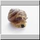 schnecke 17