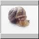 schnecke 23