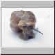 schnecke 32