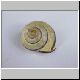 schnecke 34