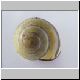 schnecke 35